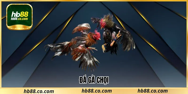 Đá Gà Chọi Hb88 Có Gì Hấp Dẫn? Bí Kíp Chọn Chiến Kê Hay 